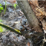 Waspadai Tanaman Terkena Penyakit Busuk Pupus Kelapa Sawit