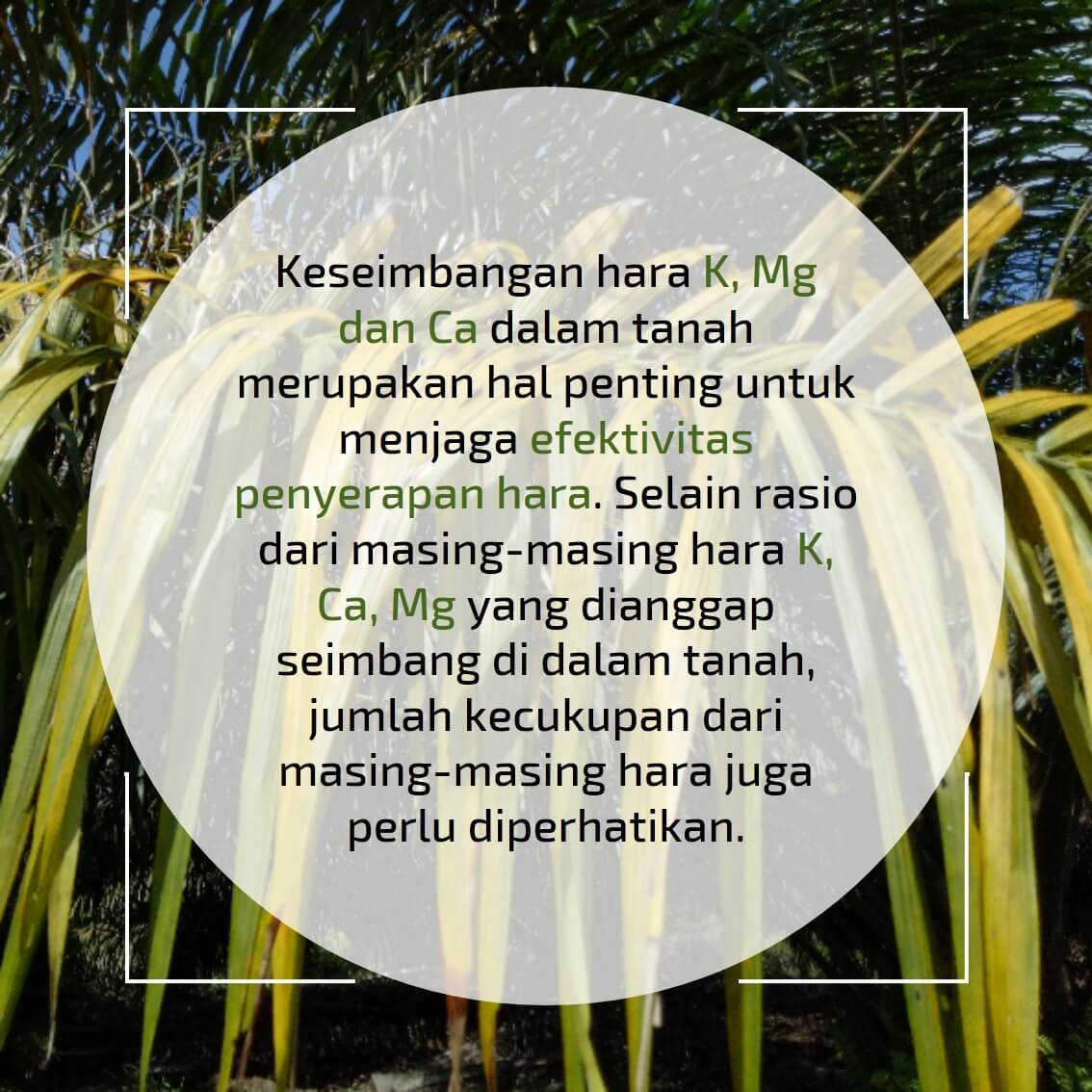 Dampak Ketidakseimbangan Hara 04