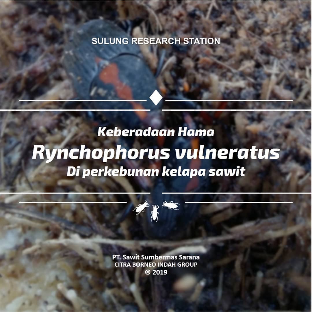 Sulung; Research; SulungResearchStation; Minyak; Sawit; Citraborneo; Industri; Pertanian; Palmoil; CPO; Penelitian;