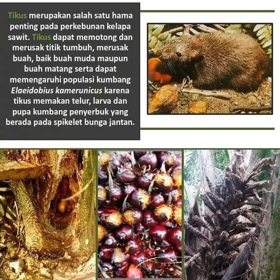 Dinamika Serangan Hama Tikus pada Tanaman Kelapa Sawit 02