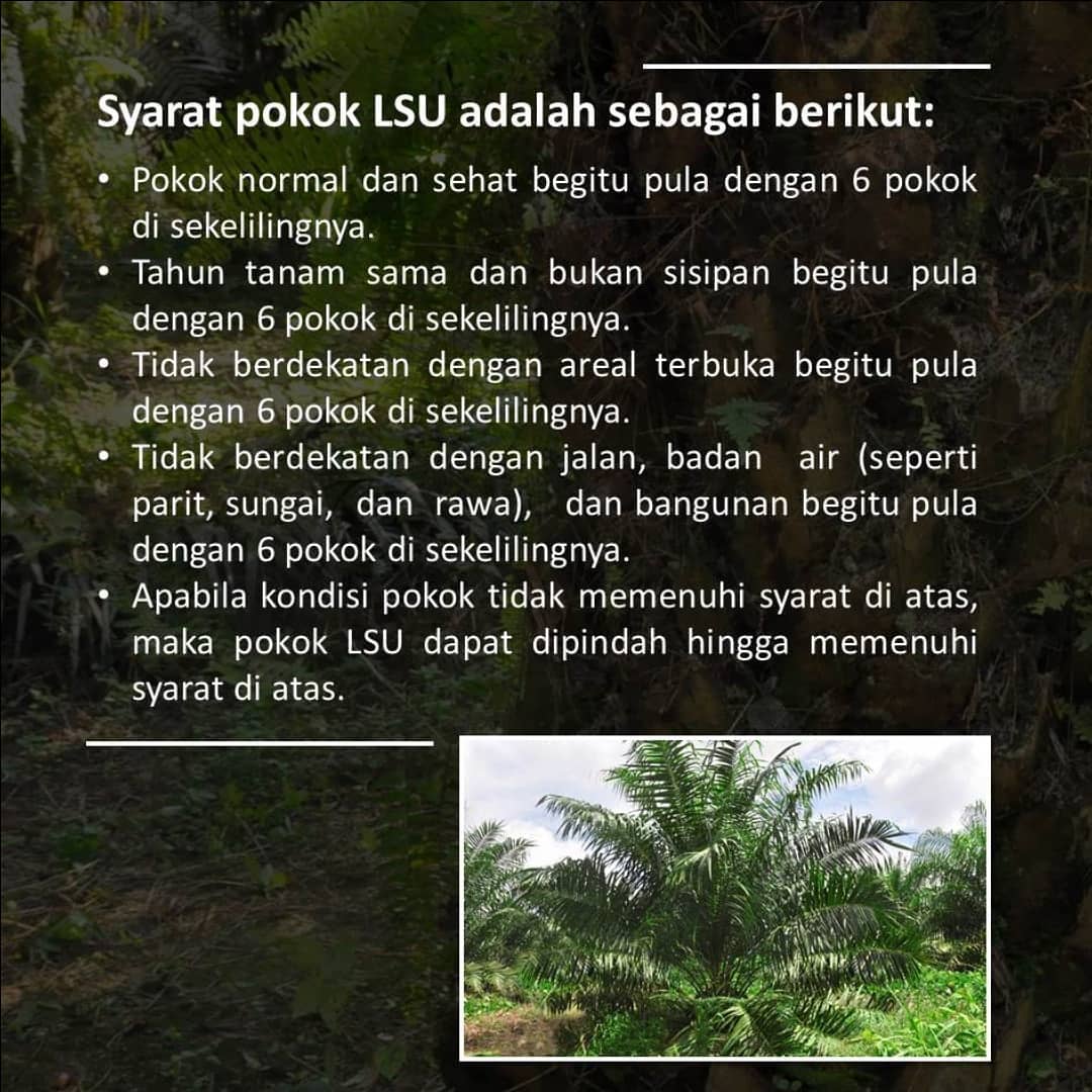 Sulung; Research; SulungResearchStation; Minyak; Sawit; Citraborneo; Industri; Pertanian; Palmoil; CPO; Penelitian;
