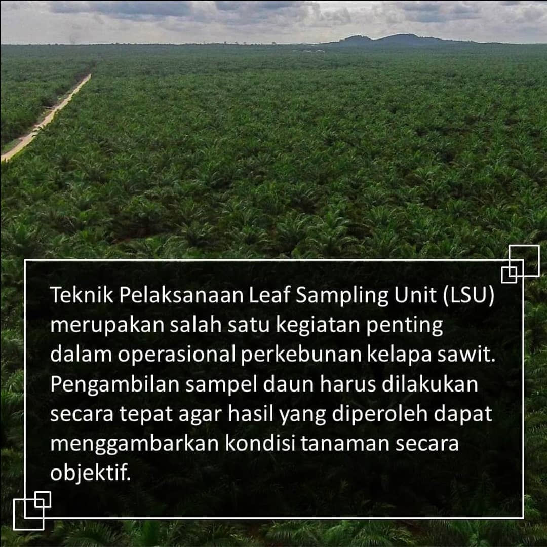 Sulung; Research; SulungResearchStation; Minyak; Sawit; Citraborneo; Industri; Pertanian; Palmoil; CPO; Penelitian;