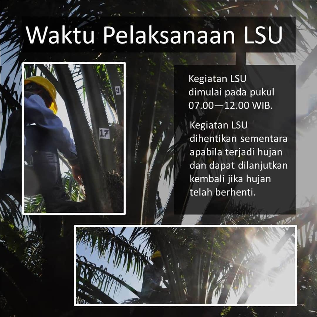 Sulung; Research; SulungResearchStation; Minyak; Sawit; Citraborneo; Industri; Pertanian; Palmoil; CPO; Penelitian;