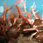 Memanfaatkan Jamur Cordyceps Sebagai Pengendali Hama Ulat Api