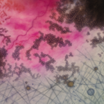 Optimalisasi Peran Mikroorganisme Bermanfaat pada Perkebunan Kelapa Sawit