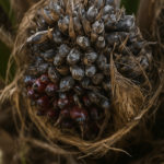 Waspada Penyakit Busuk Buah pada Kelapa Sawit