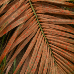 Bercak Merah pada Daun Kelapa Sawit