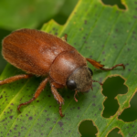 Mengenal Hama Kumbang Adoretus compressus pada Kelapa Sawit