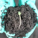 Manfaat Pupuk Organik Terhadap Karakteristik Tanah dan Pertumbuhan  Tanaman Kelapa Sawit