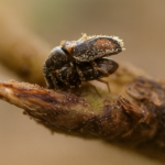 Ketertarikan Serangga Penyerbuk Kelapa Sawit Elaeidobius kamerunicus pada Senyawa Atraktan