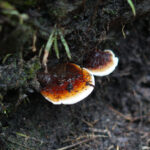 Bahaya Serangan Ganoderma Bagi Perkebunan Kelapa Sawit