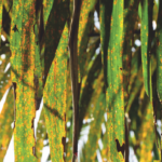 Kenali Gejala Defisiensi Hara Kalium pada Tanaman Kelapa Sawit