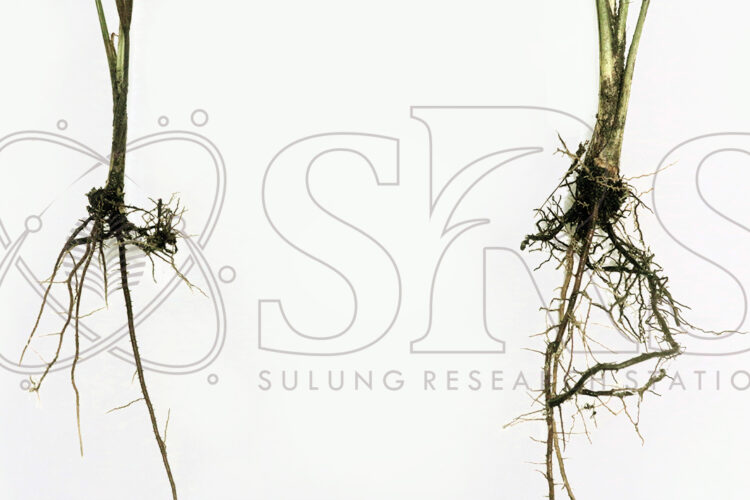 MIKORIZA PADA AKAR KELAPA SAWIT