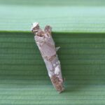 Hama Ulat Kantung, Salah Satu Hama Utama di Perkebunan Kelapa Sawit