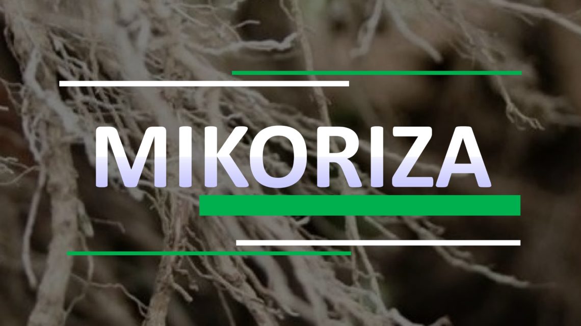 sulung research station;