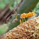 Musuh Alami Serangga Penyerbuk Kelapa Sawit Elaeidobius kamerunicus