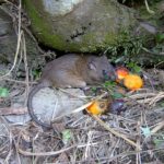 Mengenal Gejala Serangan Hama Tikus