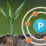 Ketersediaan Hara Fosfor bagi Tanaman Kelapa Sawit