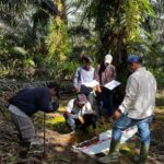 Pentingnya Evaluasi Kesesuaian Lahan untuk Meningkatkan Produktivitas Kelapa Sawit