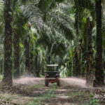 Faktor-Faktor Yang Mempengaruhi Produksi Buah Kelapa Sawit