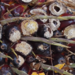 Kenali Perbedaan Gigitan Tikus & Tupai pada Tanaman Kelapa Sawit